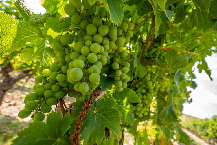 Viticulture Cravant-les-Côteaux