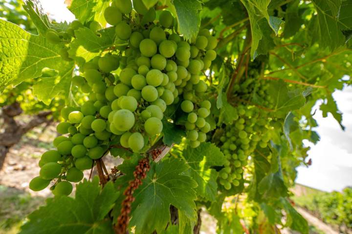 Vignoble Cravant-les-Côteaux