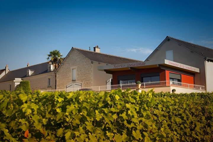 Vignoble Cravant-les-Côteaux