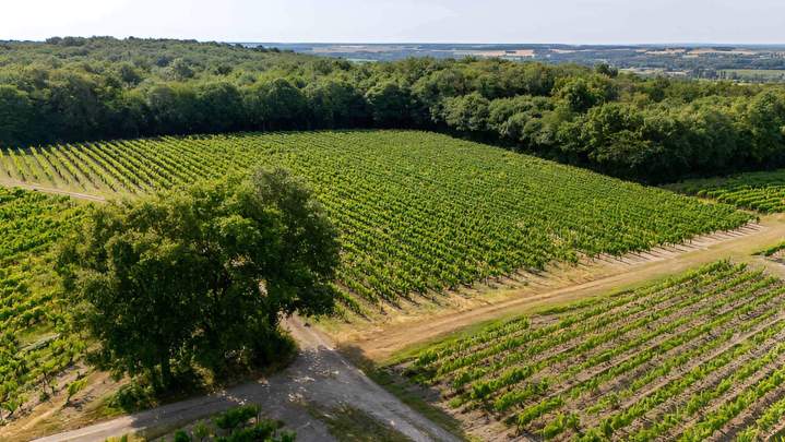 Vignoble Cravant-les-Côteaux