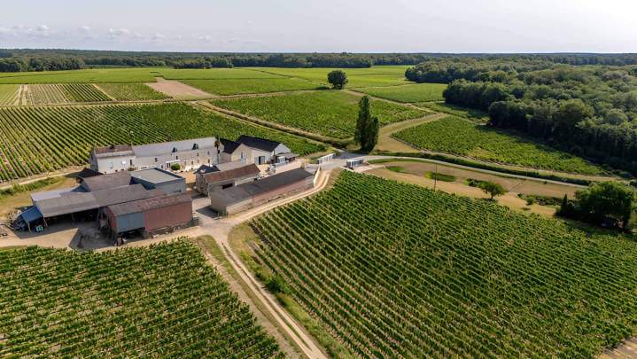 Vignoble du secteur de Cravant-les-Côteaux