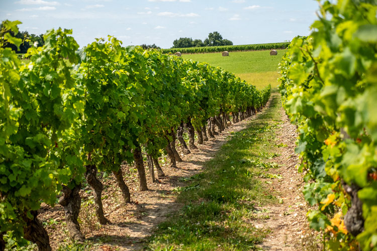 Viticulteurs à Viticulture