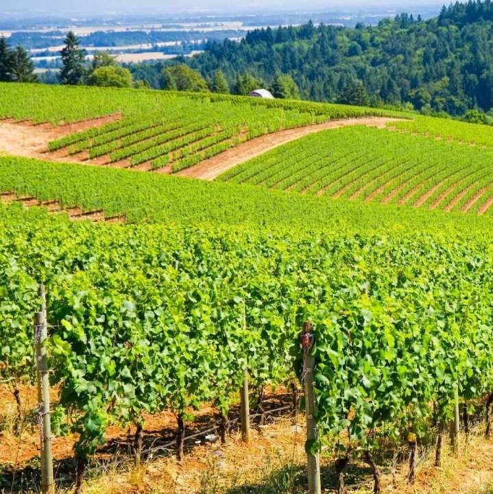 Vignoble Cravant-les-Côteaux