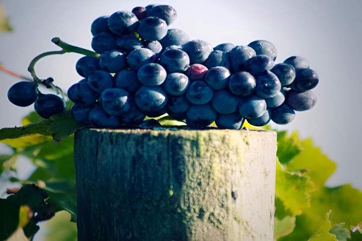Raisins noirs Cravant-les-Côteaux