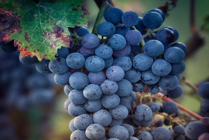 Viticulture Cravant-les-Côteaux