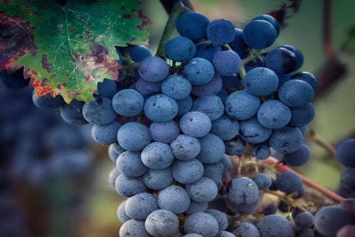 Vignoble du terroir Cravant-les-Côteaux